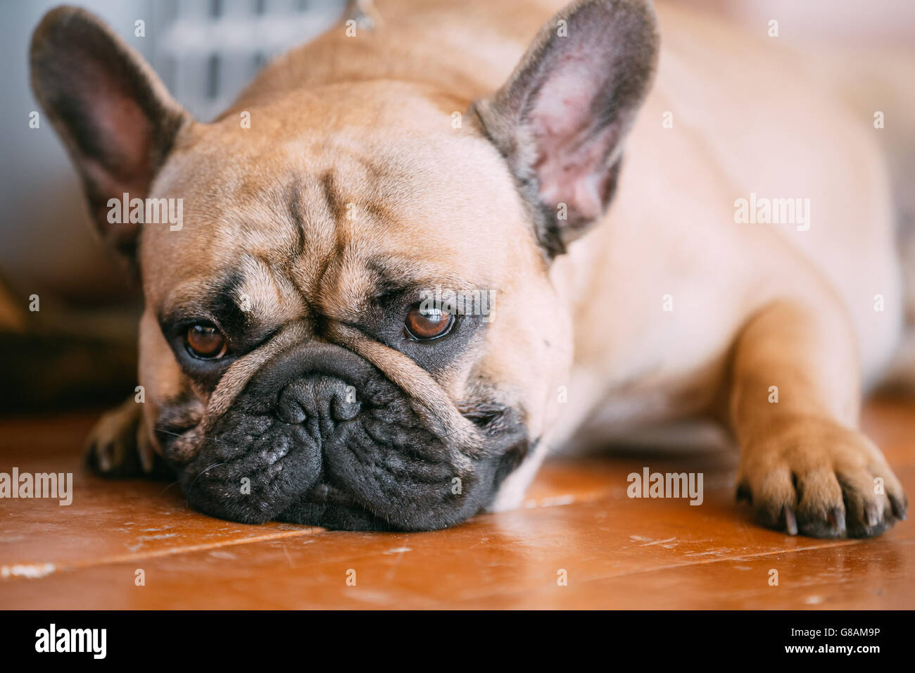 Sad Dog French Bulldog Sitting On Floor Indoor. The French Bulldog Is A Small Breed Of Domestic Dog Stock Photo