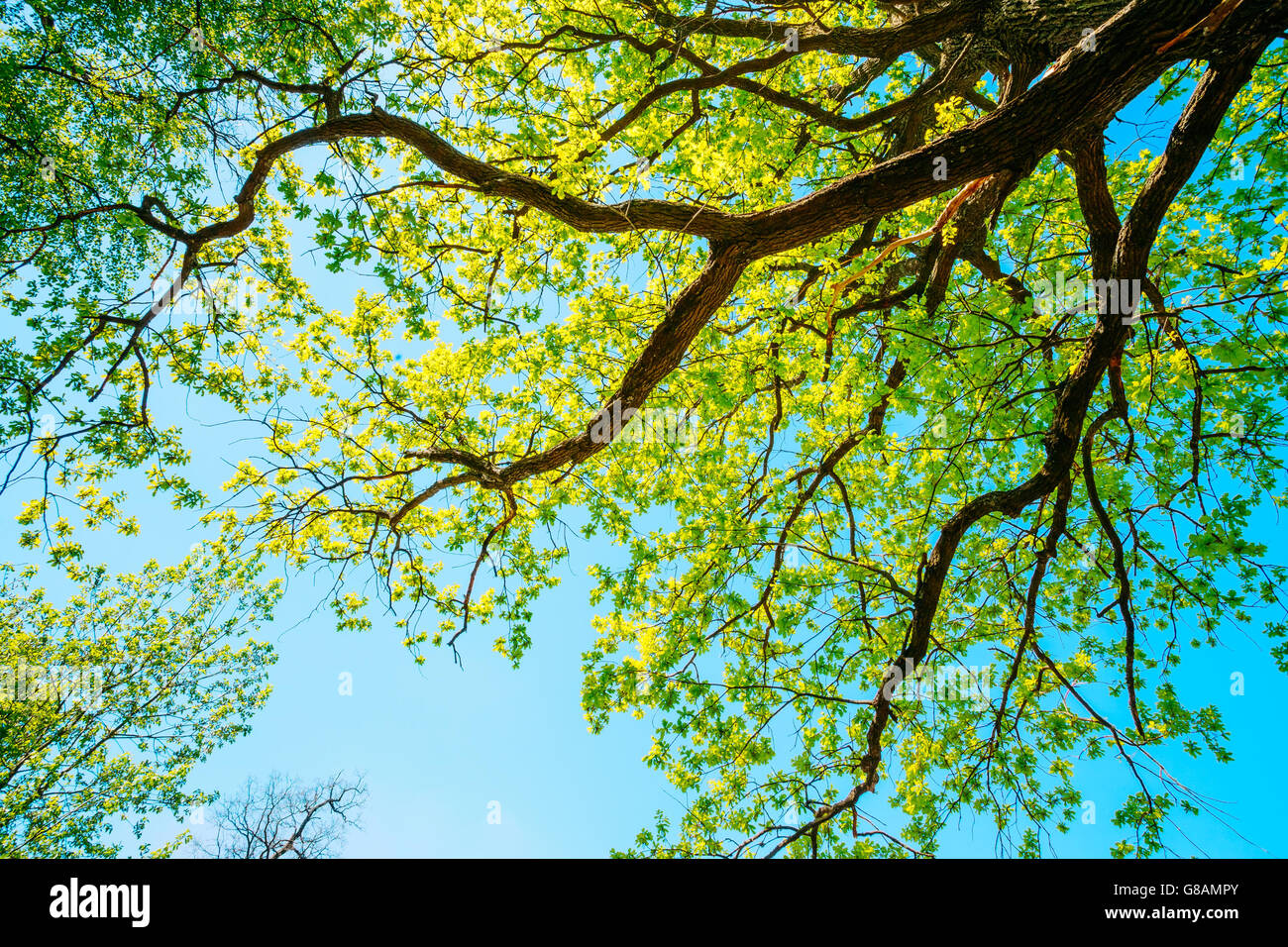 deciduous forest oak tree