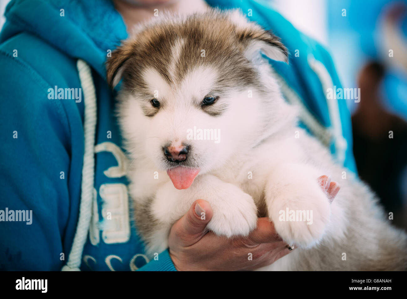 White blue eyed Alaskan Malamute puppy Dog sits in hands of owner Stock  Photo - Alamy