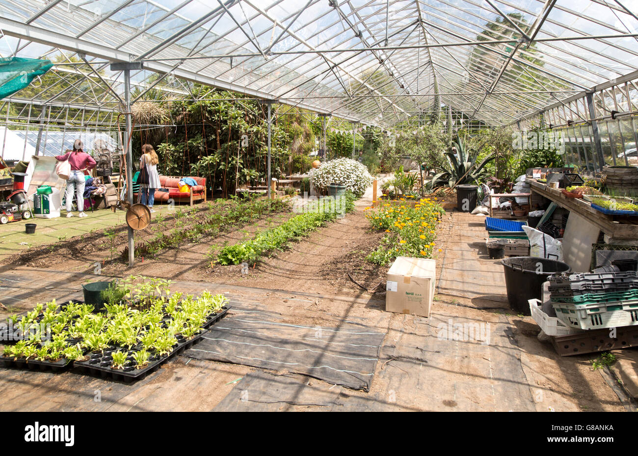 Inside large glasshouse, Potager Garden, Constantine, Cornwall, England, UK Stock Photo