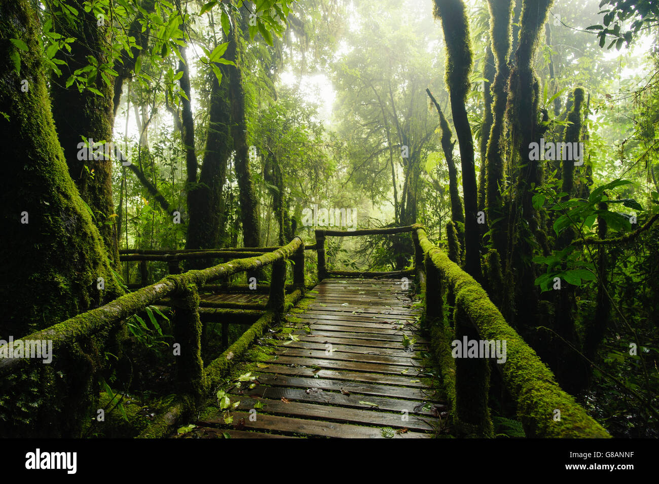 Bridge through Doi Inthanon national park, Chiang Mai, Thailand Stock Photo