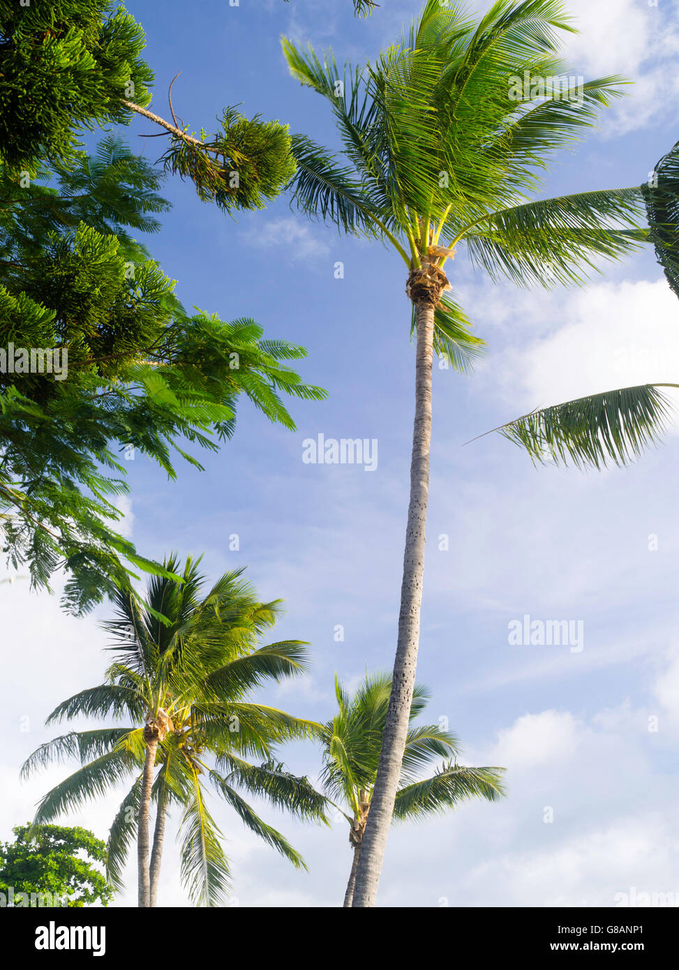Palm trees blow in the breeze; Daydream Island; Whitsunday Islands, QLD, Australia Stock Photo
