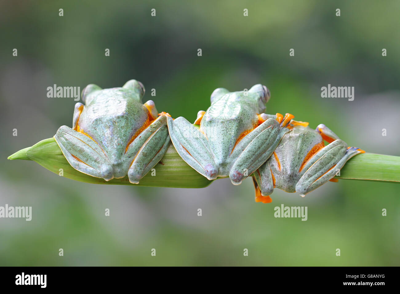 Three javan gliding Tree frogs sitting in a row, Indonesia Stock Photo