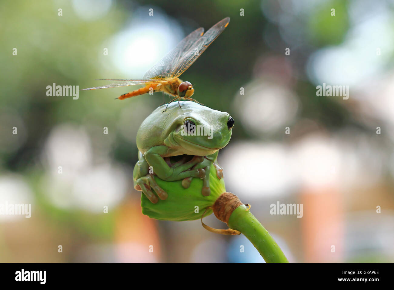 Dragonfly sitting on dumpy frog, Indonesia Stock Photo