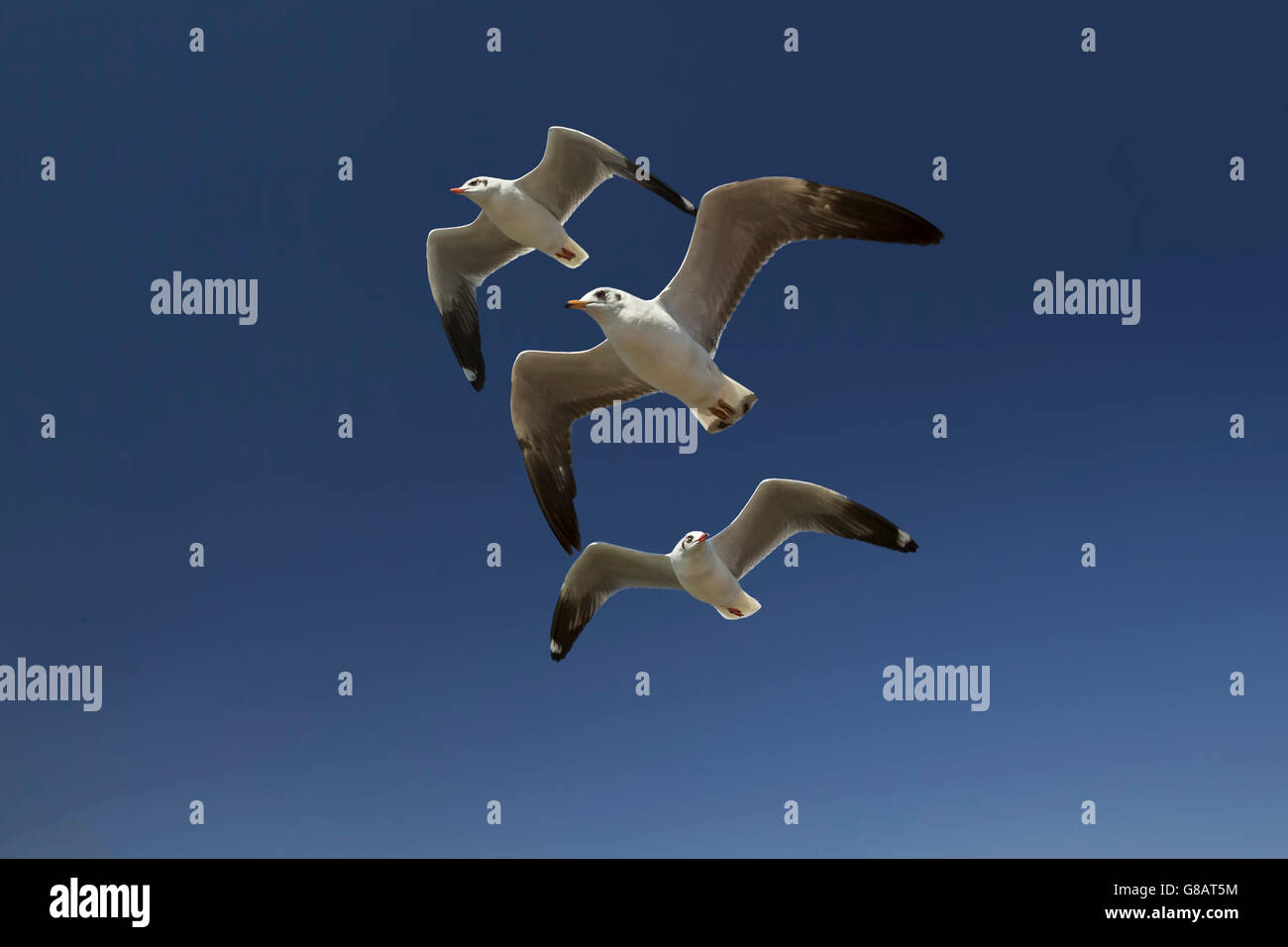 Three seagulls flying in a row, myanmar Stock Photo