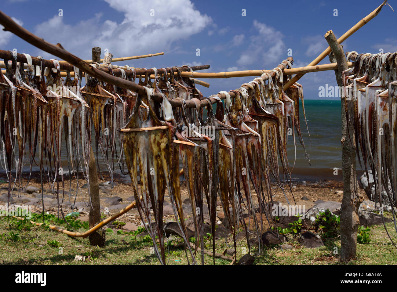 Rodrigues Octopus Trestles for hanging up octopus to dry, octopus fisherwoman, Anse ...