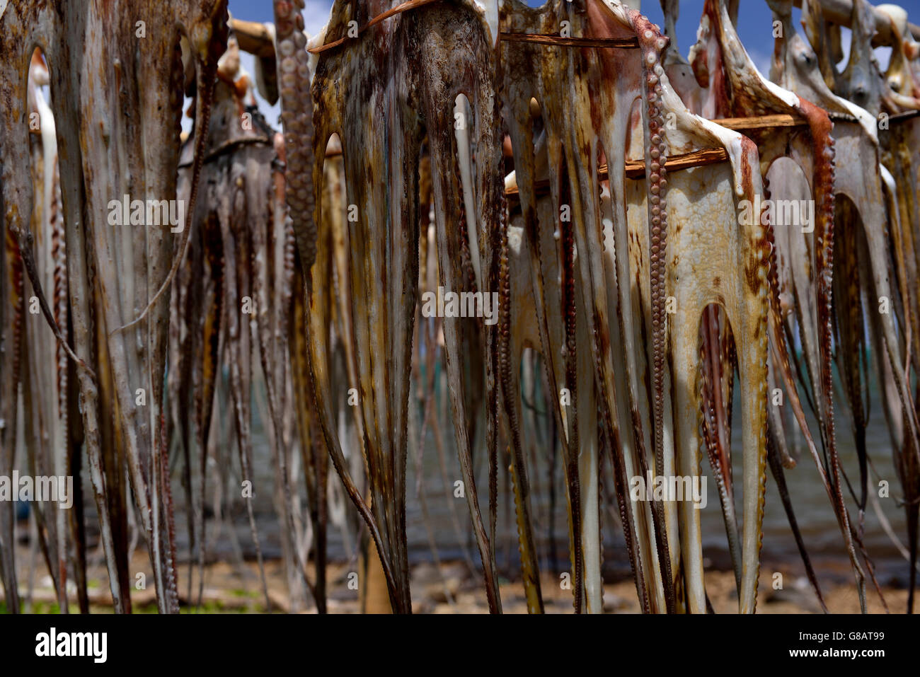 Rodrigues Octopus Trestles for hanging up octopus to dry, octopus fisherwoman, Anse ...