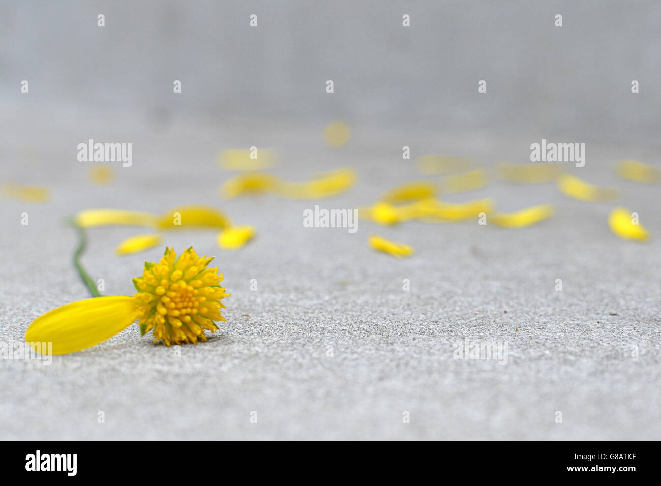 Flower with one petal Stock Photo Alamy