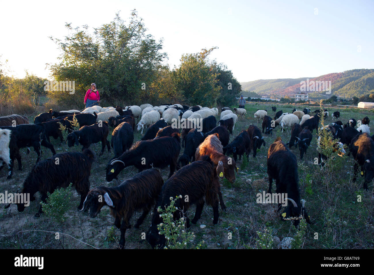 Old lady keeps goats in Anatolia Turkey  in Giris.It accompanies the fold at sunset Stock Photo
