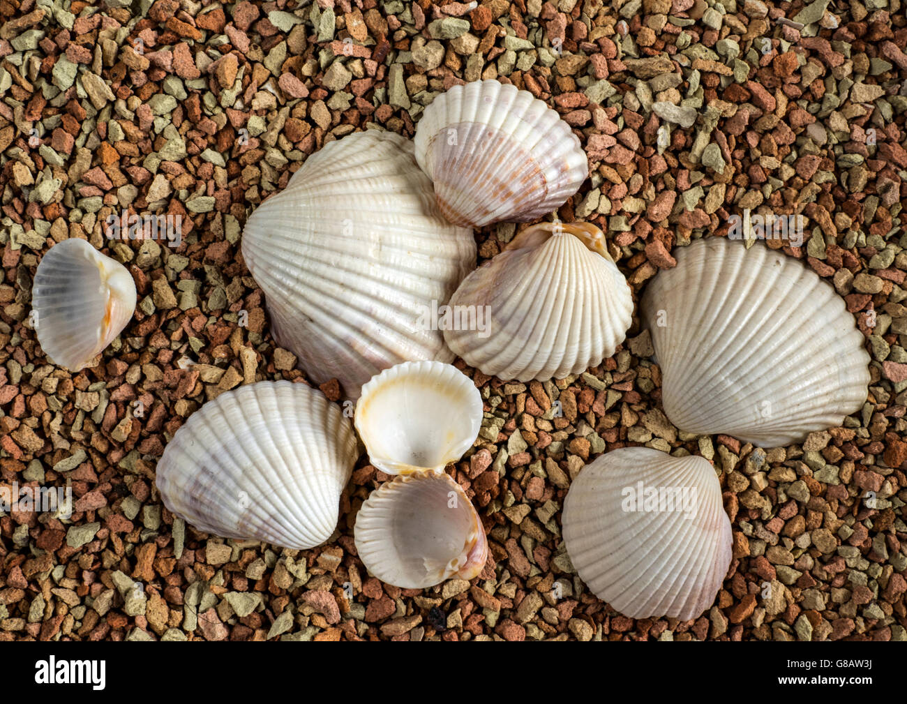 Seashells on beach Stock Photo