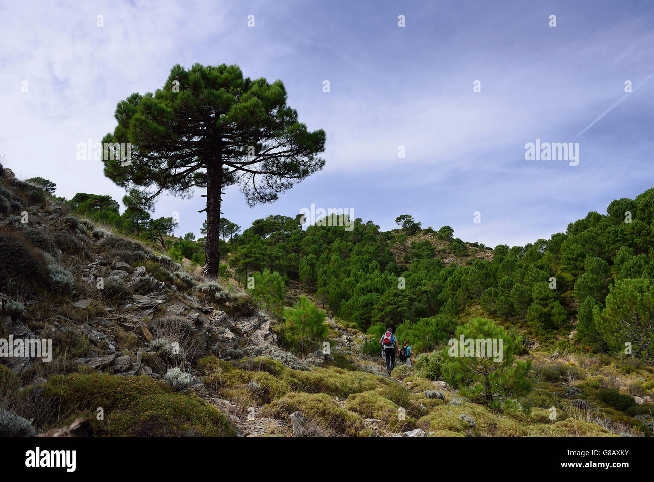 Hiking, Parque Natural de la Sierras Tejeda y Almijara,Andalusia, Spain Stock Photo