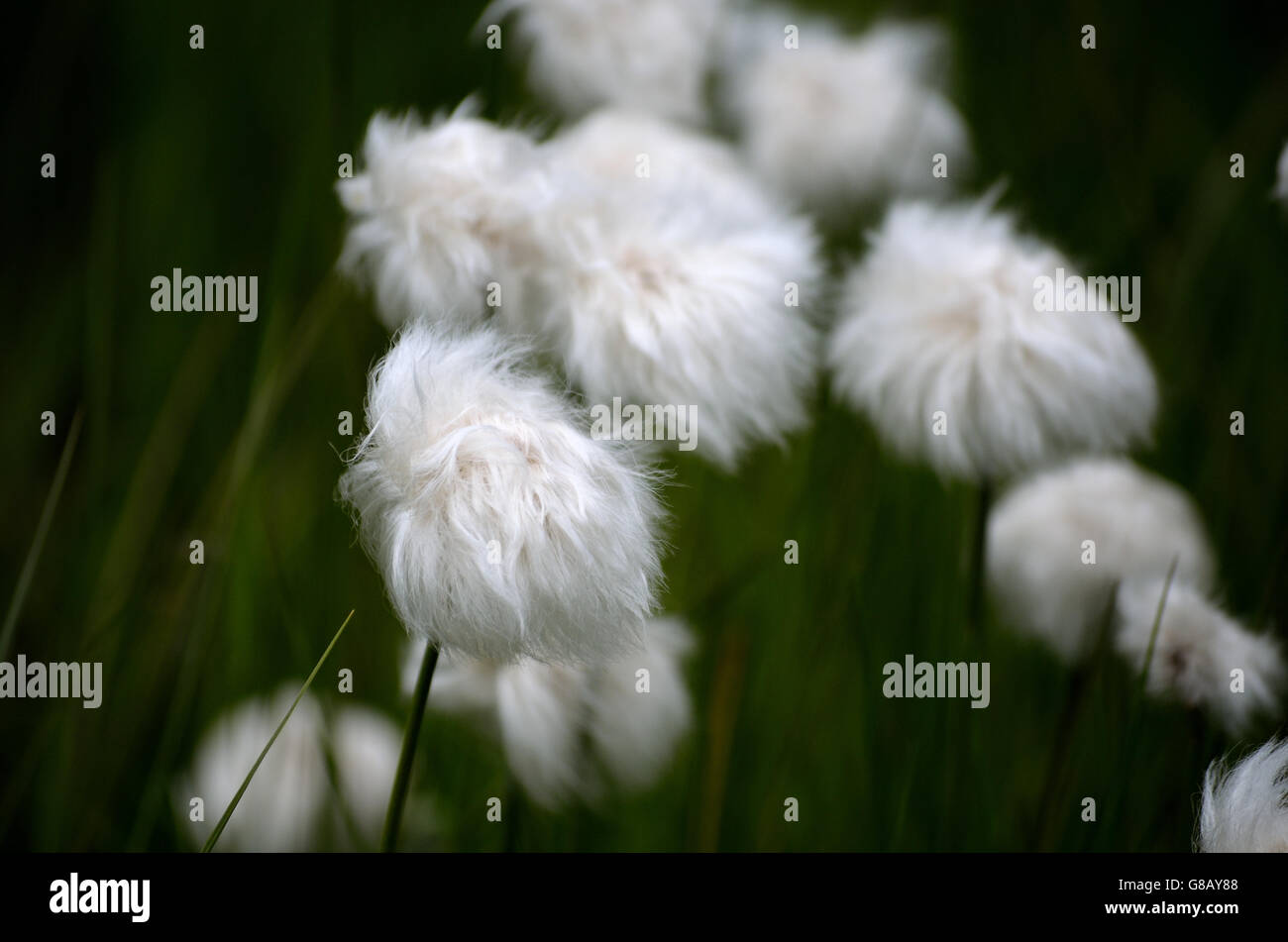 beautiful cotton grass on green summer pasture Stock Photo