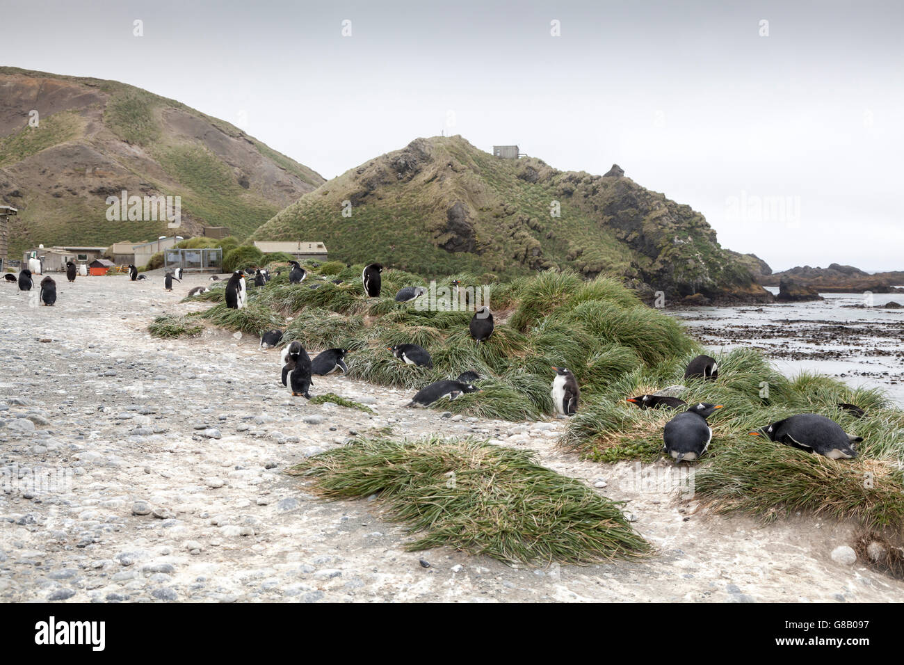 Gentoo penguins at Macquarie Island, Australian sub-Antarctic Stock