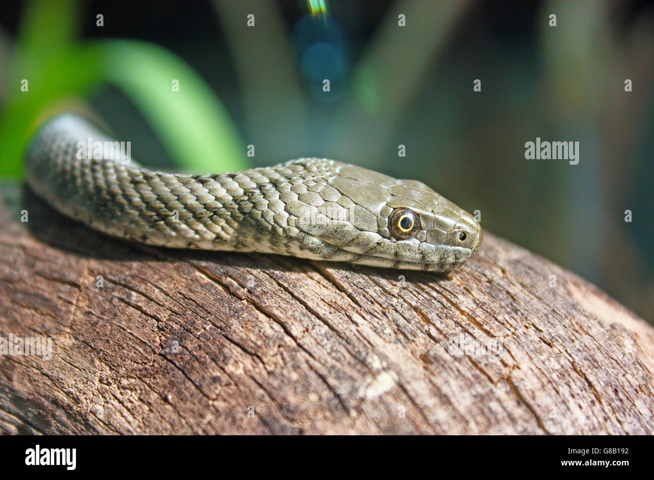 The dice snake, natrix tessellata, is a nonvenomous snake, close-up Stock Photo