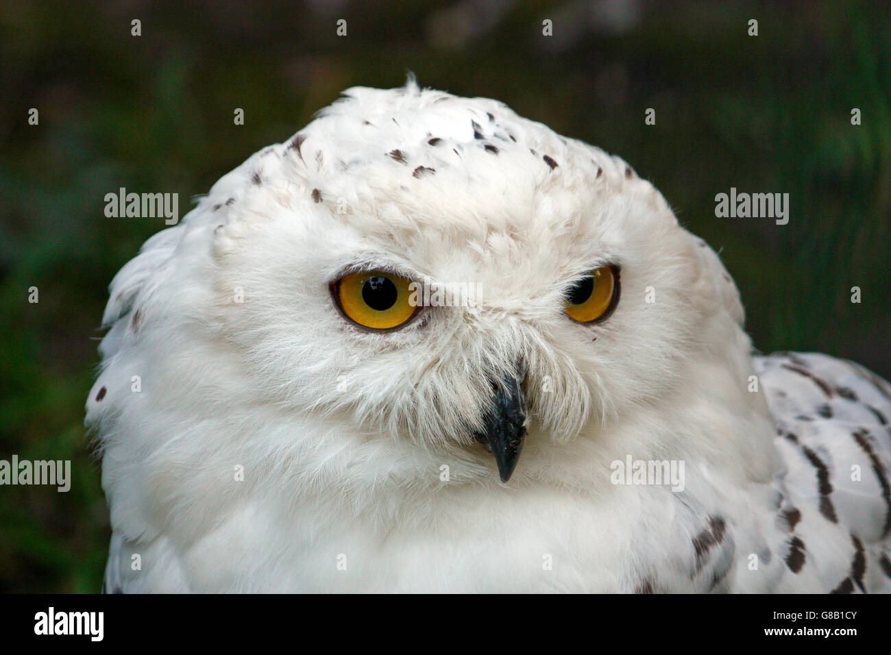 Head of snowy owl, bubo scandiacus, bird Stock Photo - Alamy
