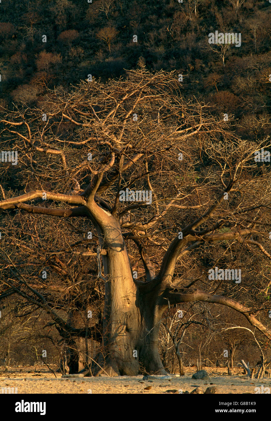 Angola, Baobab Tree Stock Photo