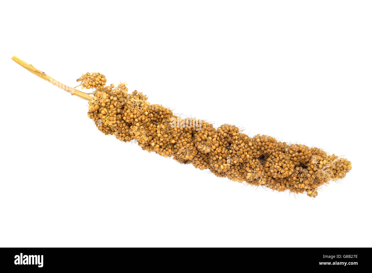 Millet isolated on white. Healthy grain food Stock Photo Alamy