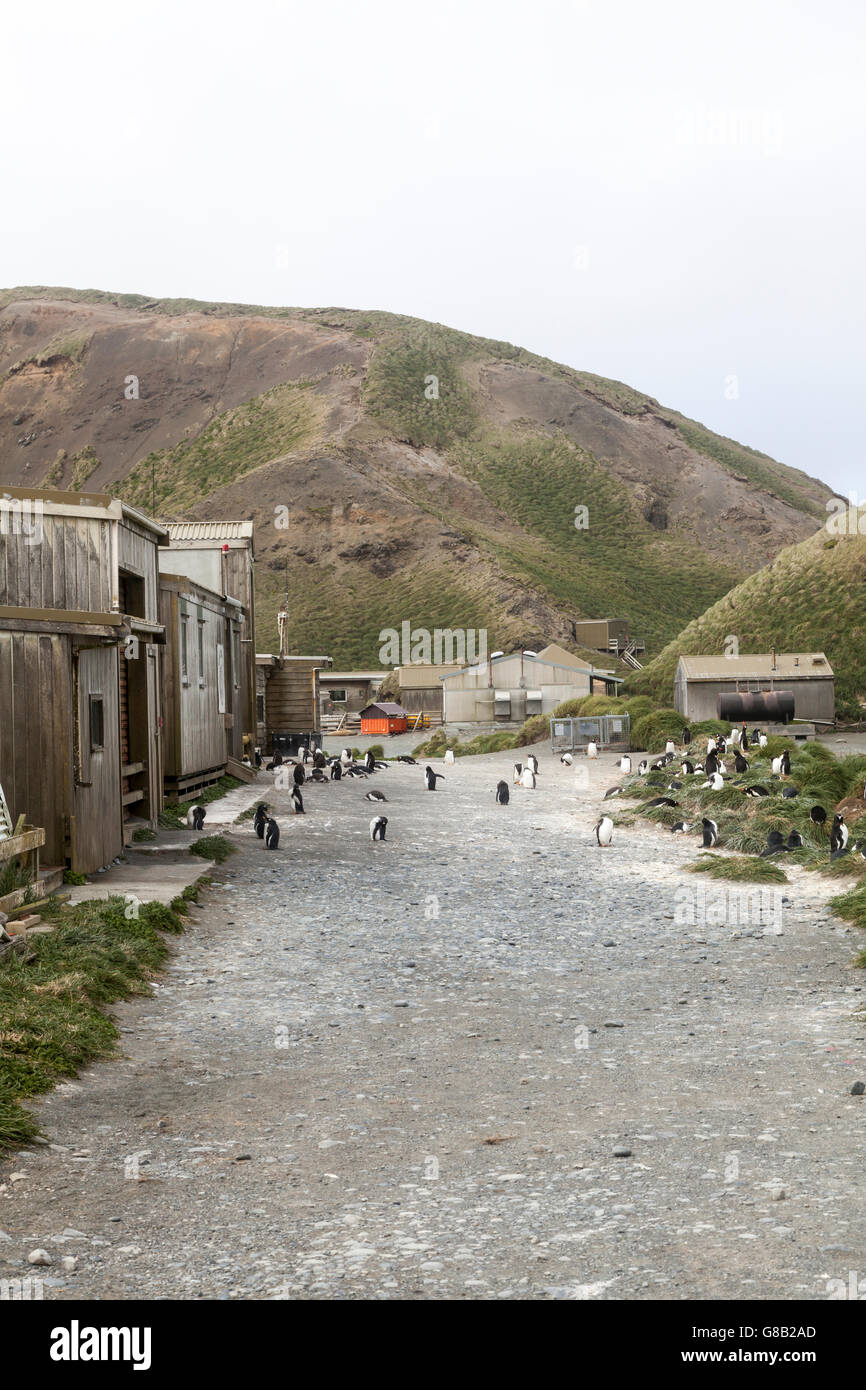 Gentoo penguins at Macquarie Island, Australian sub-Antarctic Stock