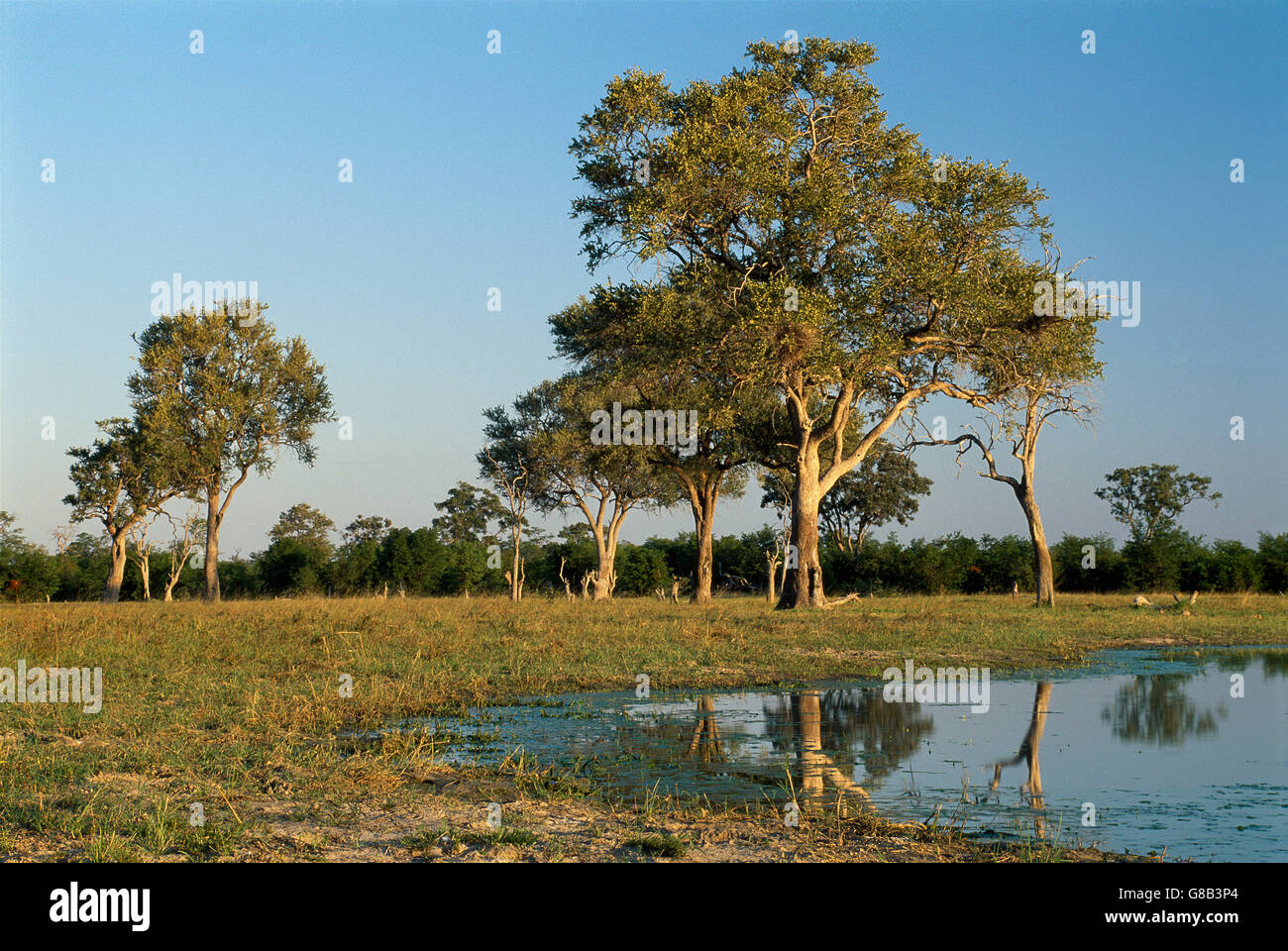 Combretum Imberbe, Botswana, Chobe Stock Photo