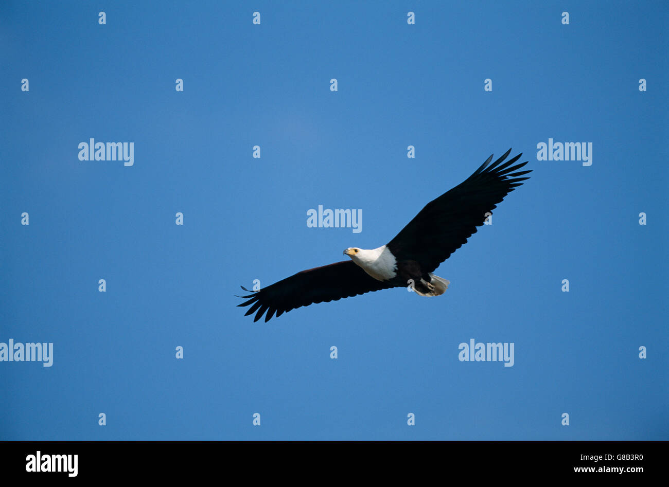 Botswana, Fish Eagle in flight Stock Photo