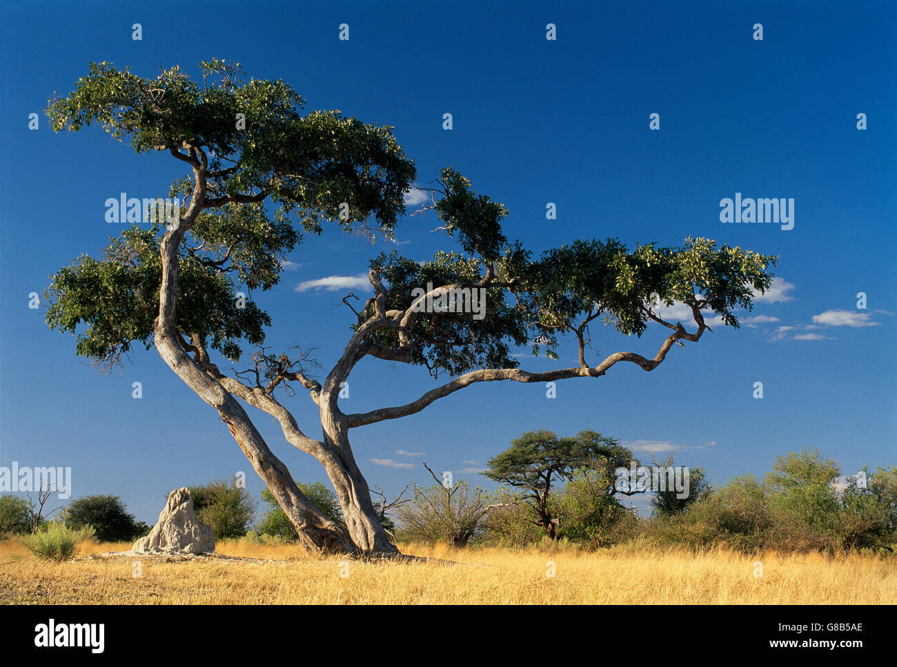 Rain Tree, Moremi, Botswana Stock Photo