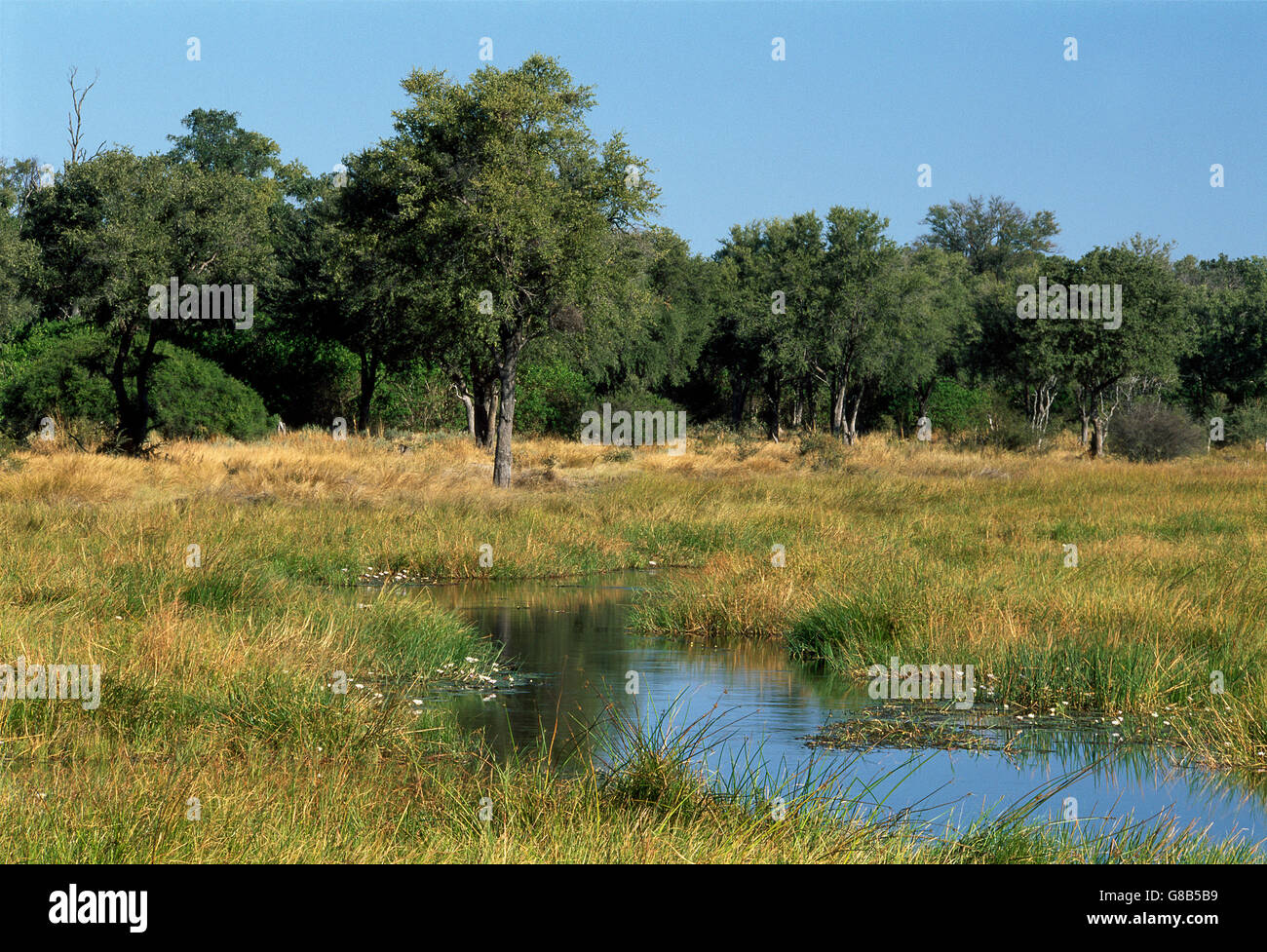 River Khwai, Moremi, Botswana Stock Photo