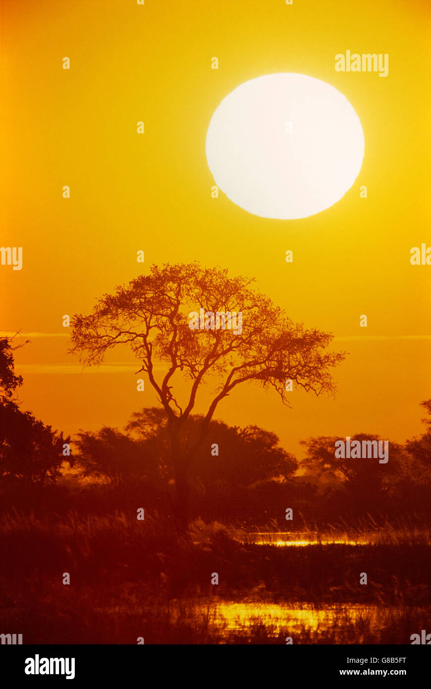 Sunset, Chobe, Botswana Stock Photo