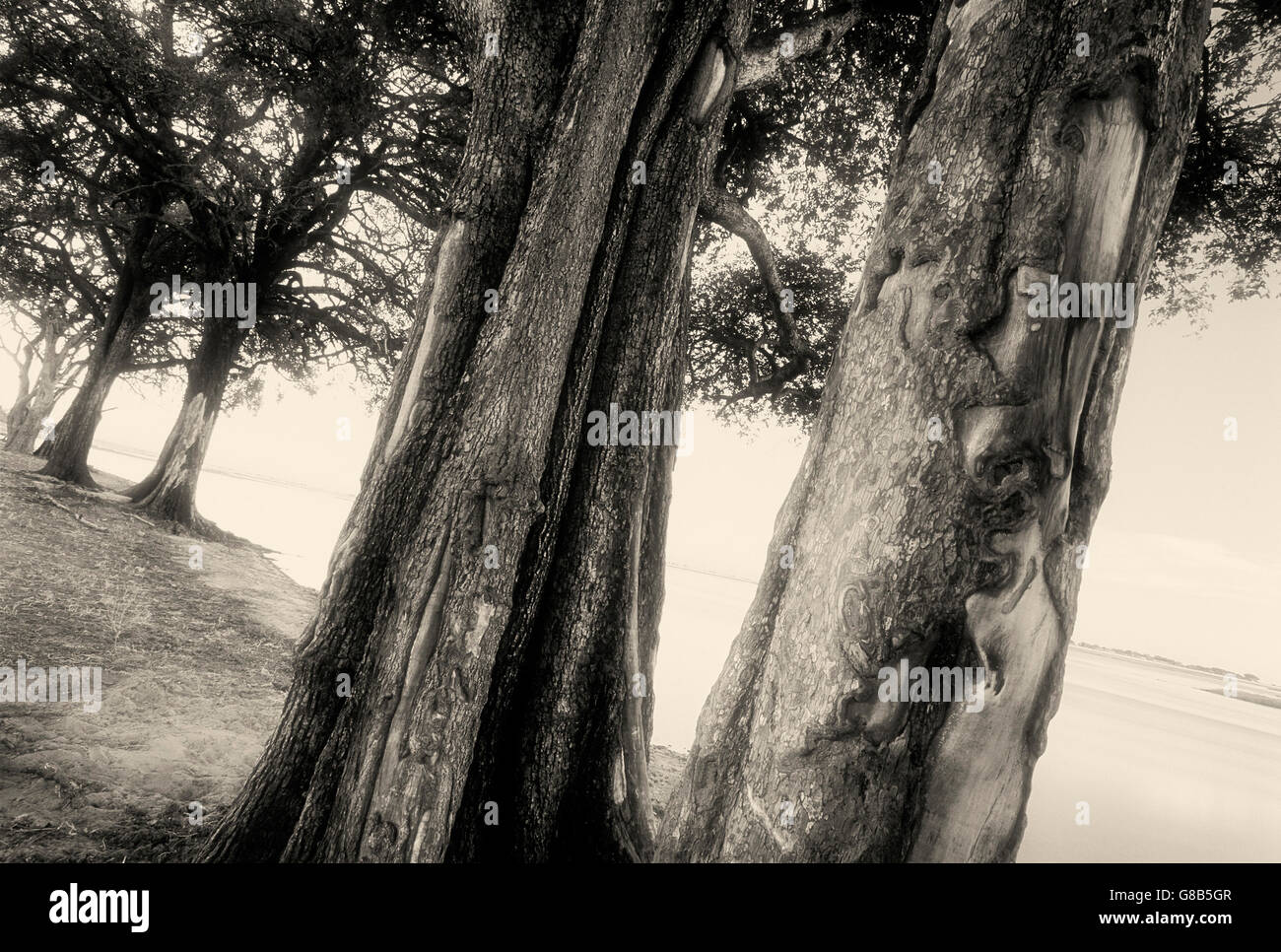 Trees on Chobe, art, Botswana Stock Photo