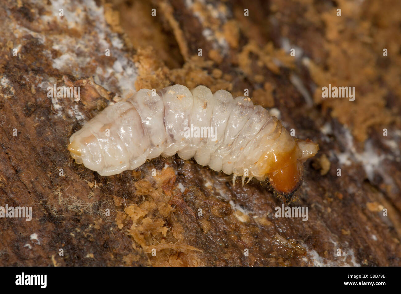 Lesser Stag Beetle larvae on dead wood. Stock Photo