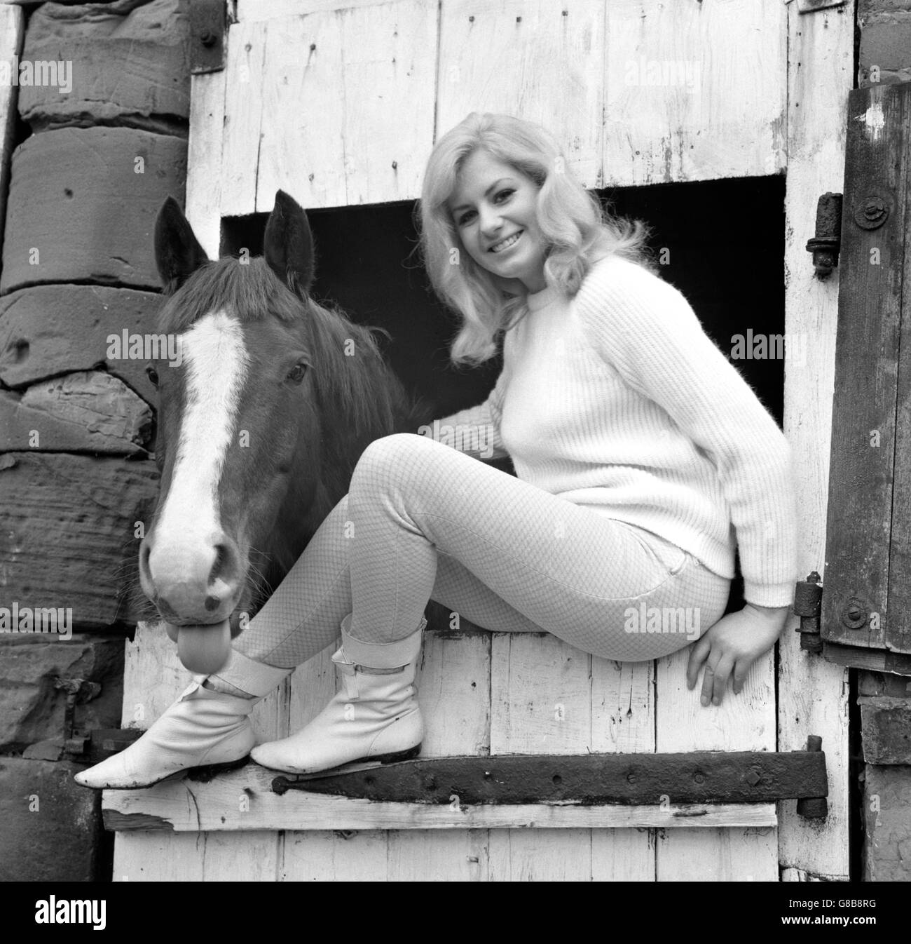 Farmer's daughter Barbara Hadfield, 18, who has decided to spend less time in the saddle with the Barlow Hunt in order to give herself a better chance in beauty contests. She says hunting was adding inches where they were not wanted. At her home in Bowshaw Farm, Dronfield, near Sheffield, she said: 'This season I'm rationing myself to only three appearances with the Hunt. It is common sense, really, that bouncing up and down in the saddle can play havoc with a girl's figure.' Barbara models for a Manchester agency, and feels that a few beauty titles would help her career. Stock Photo