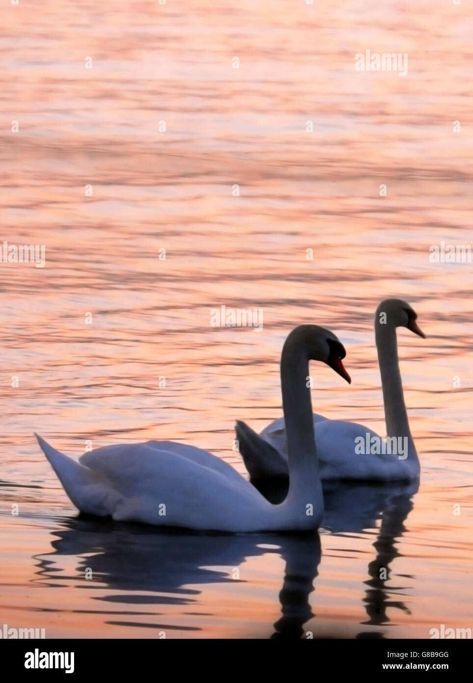 Two swans in low light on Lough Derg Co. Tipperary Ireland Stock Photo