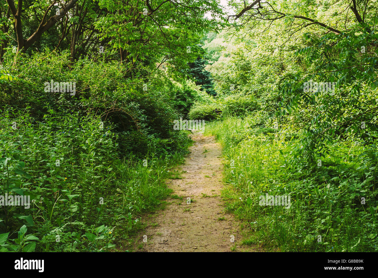 Empty Lane, Path, Pathway In Summer Deciduous Forest Trees Stock Photo