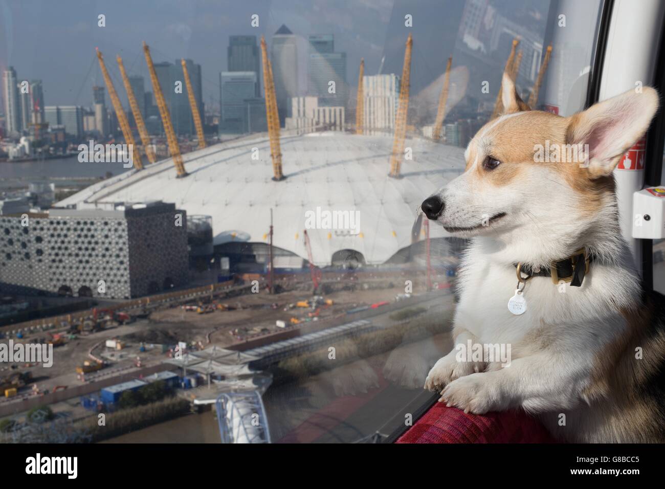Winny the Corgi, who is well known on photo-sharing social network Instagram, rides the Emirates Air Line at Royal Docks in London, to mark the countdown to the Eukanuba Discover Dogs dog show. Stock Photo