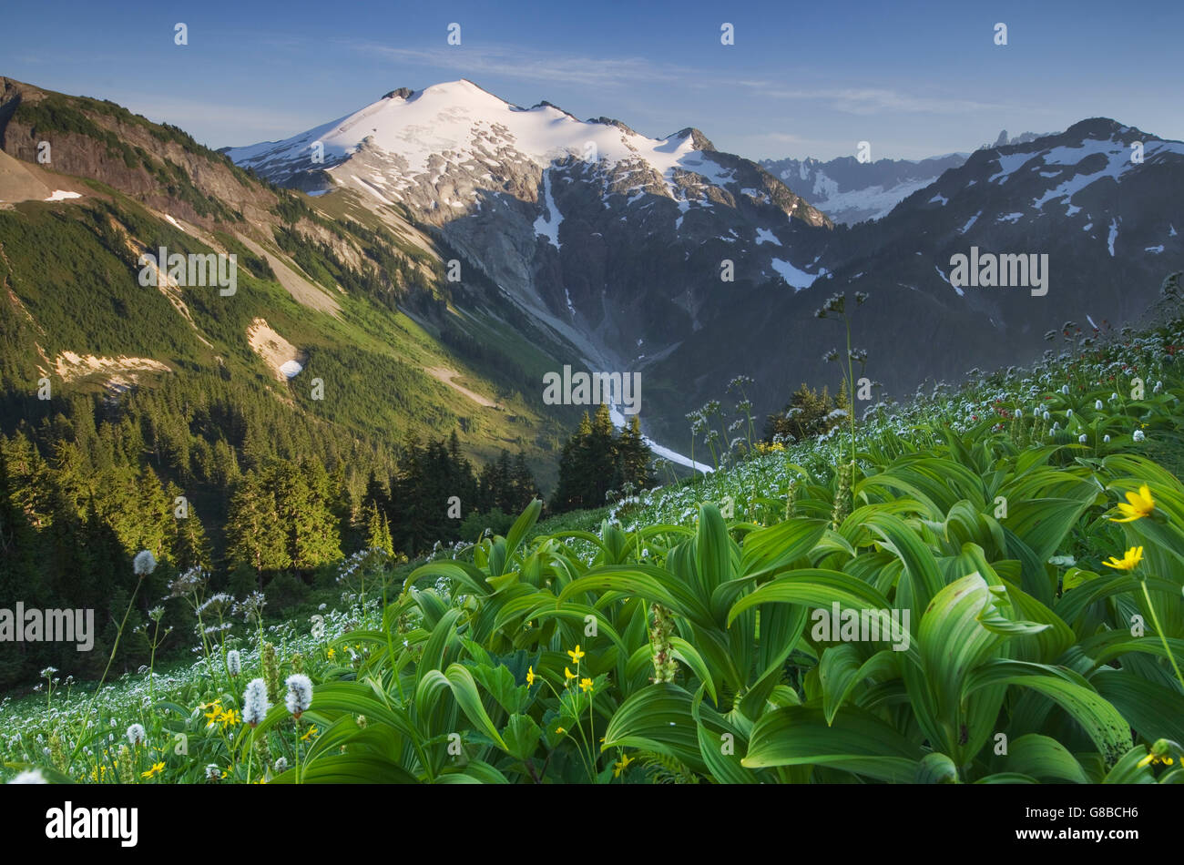 Ruth Mountain seen from wildflower meadows of Hannegan Peak, Mount Baker Wilderness North