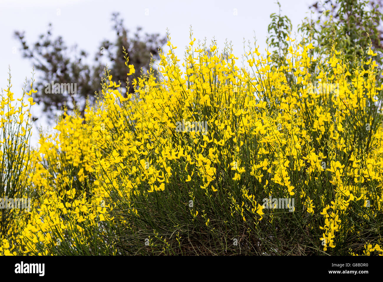 Forsythia bushes against a spring blue sky. Stock Photo