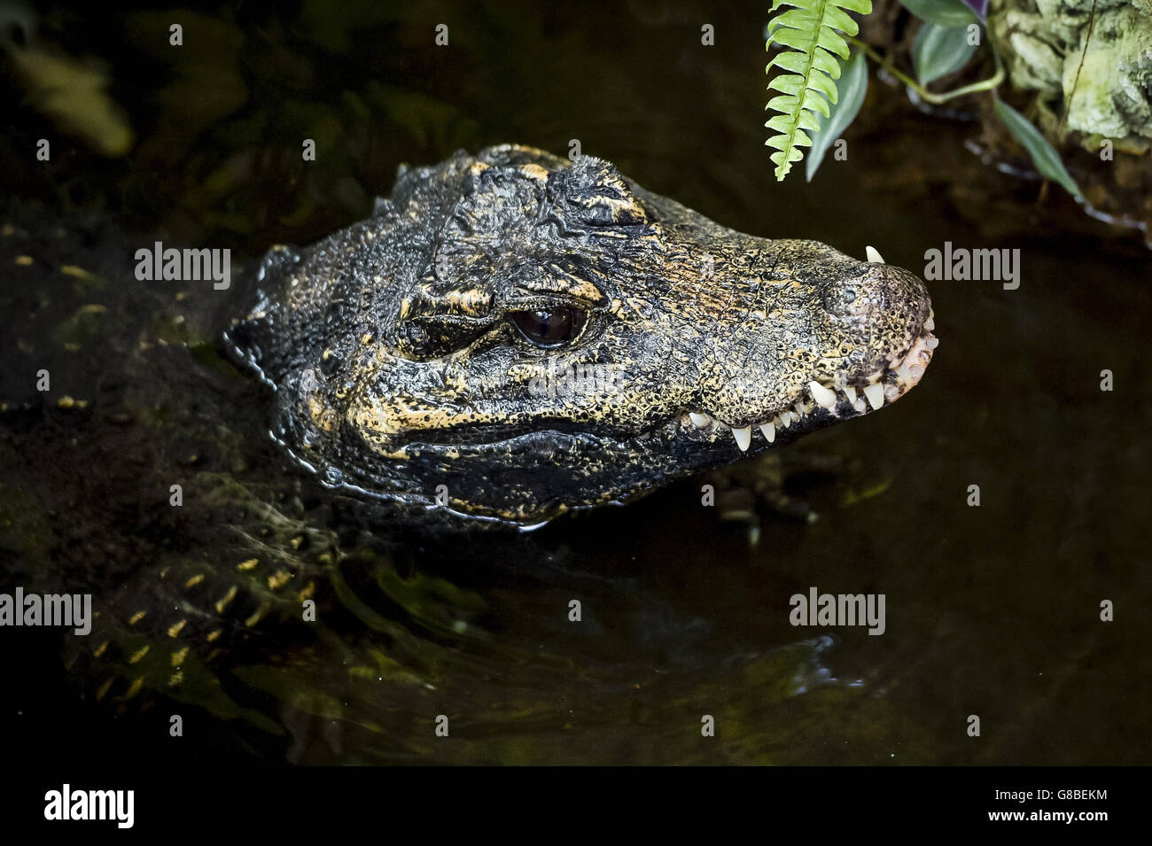 Image showcasing An unnamed adult and recent mother West African dwarf crocodile at ...