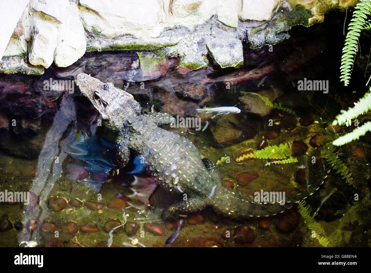 An eight-day-old, 15cm long, West African dwarf crocodile next to its mother after five youngsters hatched at Bristol Zoo Gardens, after three months of natural incubation. Stock Photo