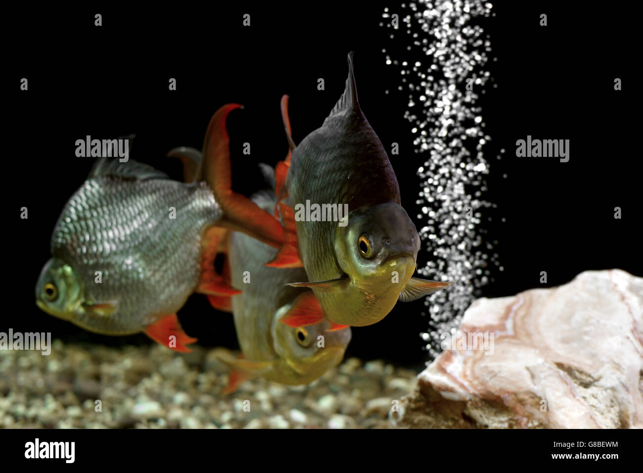 pile of carp fish in the aquarium Stock Photo