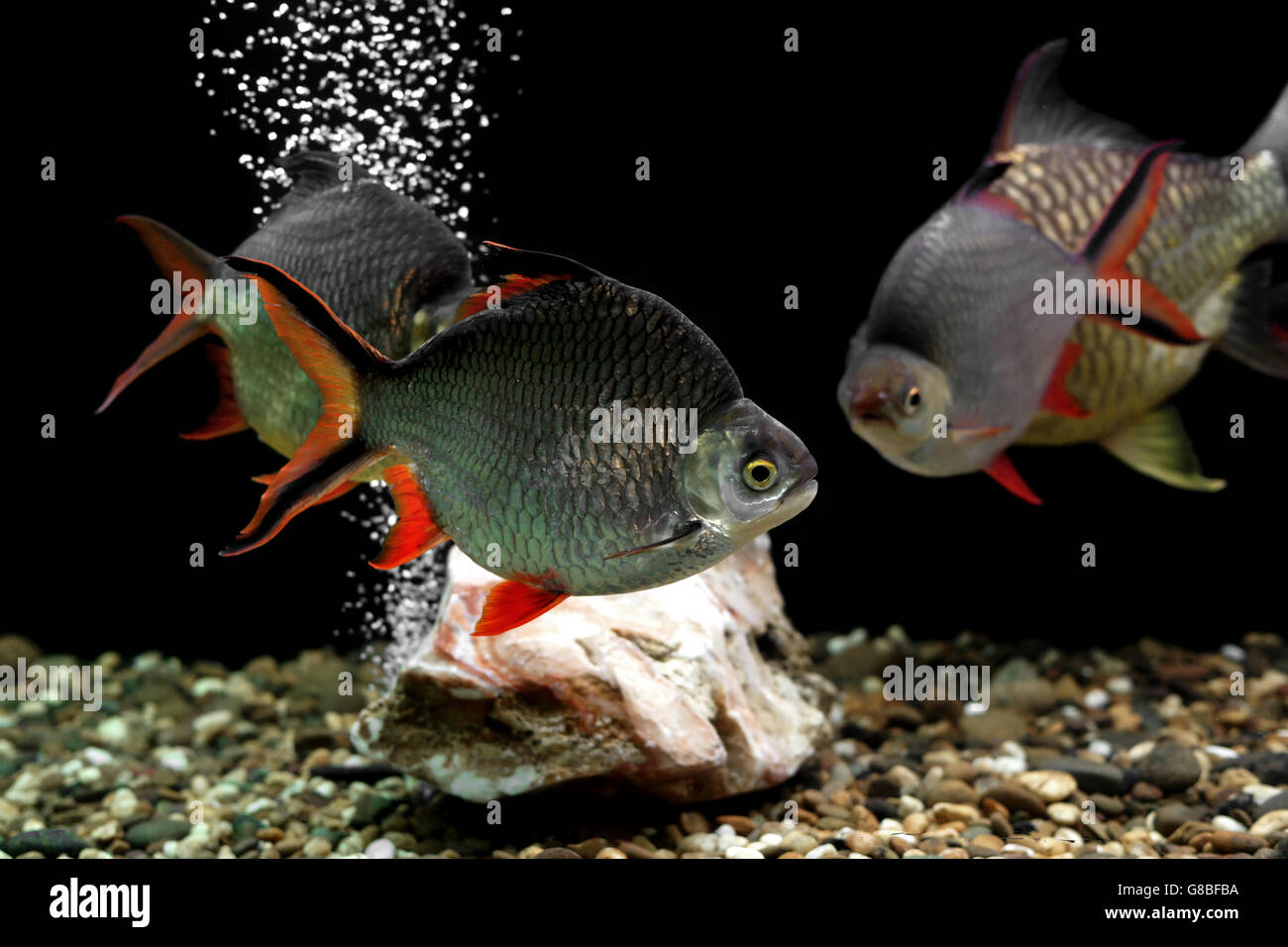 pile of carp fish in the aquarium Stock Photo