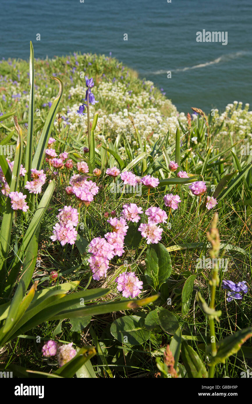 UK, Wales, Ceredigion, Llangrannog, clifftop wild flowers, Thrift, sea pink, Armeria maritima Stock Photo