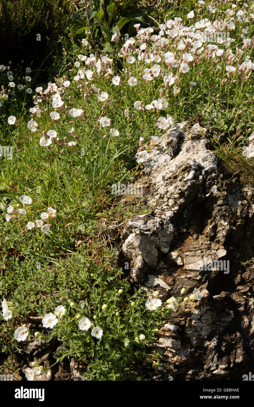 UK, Wales, Ceredigion, Llangrannog, clifftop wild flowers, sea campion, Silene maritima Stock Photo