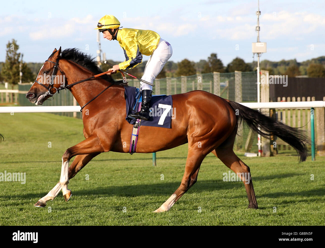 Horse Racing - The Cambridgeshire Meeting - Day One - Newmarket Racecourse. Bold Prediction ridden by jockey Antonio Fresu goes to post during day one of The Cambridgeshire Meeting at Newmarket Racecourse. Stock Photo