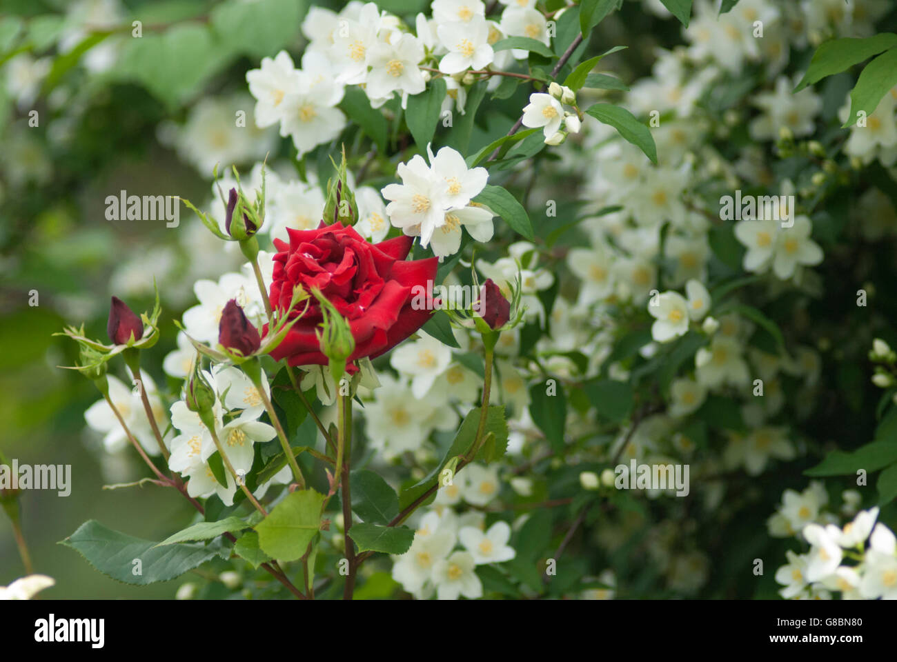Red Rose and Mock Orange in English Garden Stock Photo