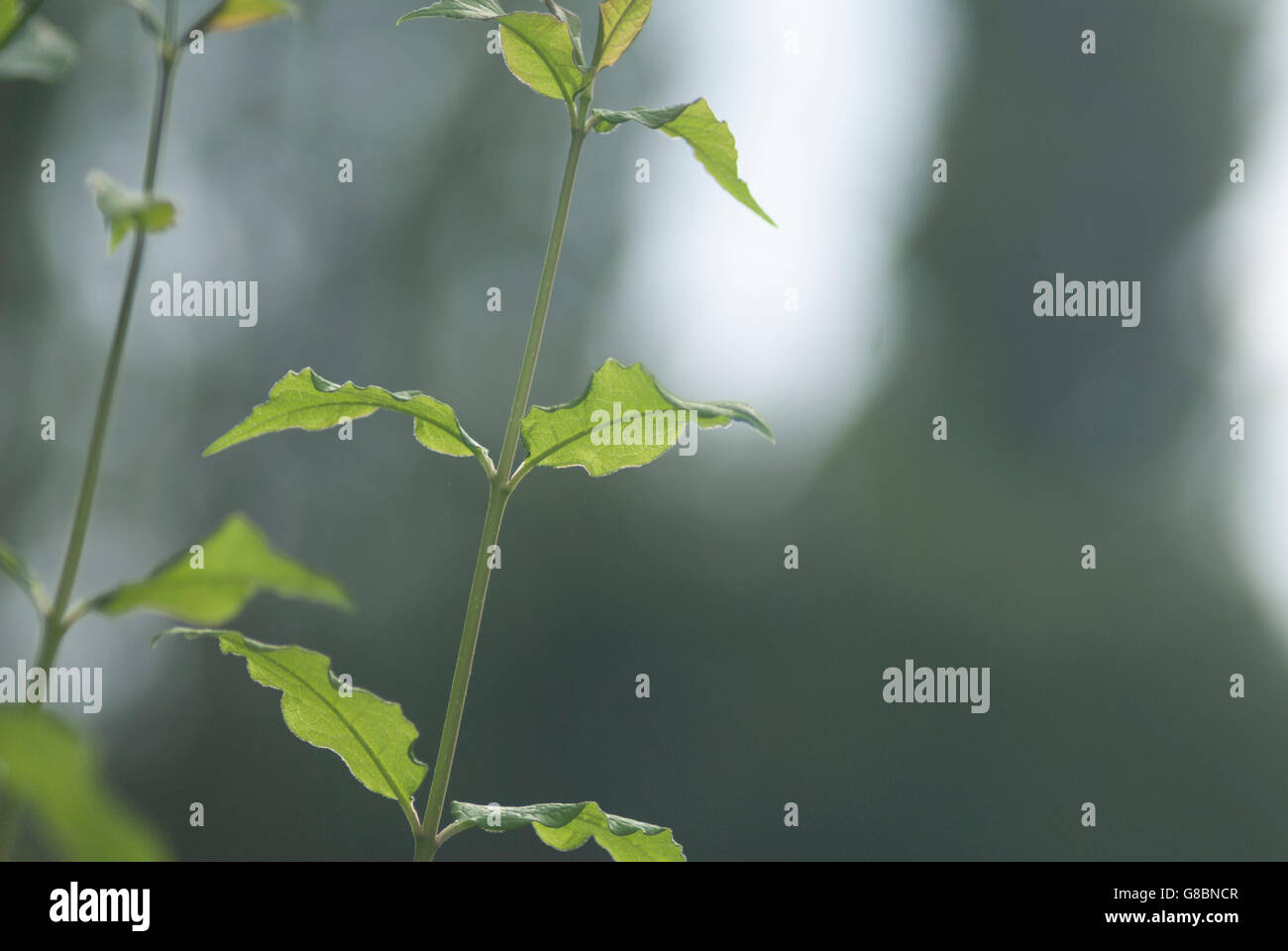 Green leaves in garden Stock Photo - Alamy