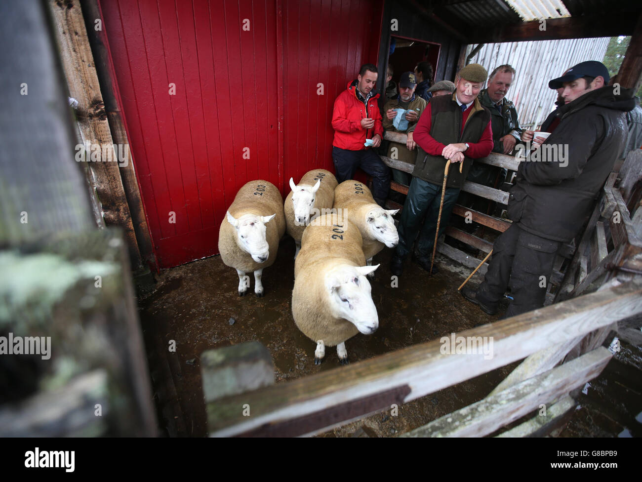 Farmers view Cheviot Ram as the sheep wait to enter the auction ring ...