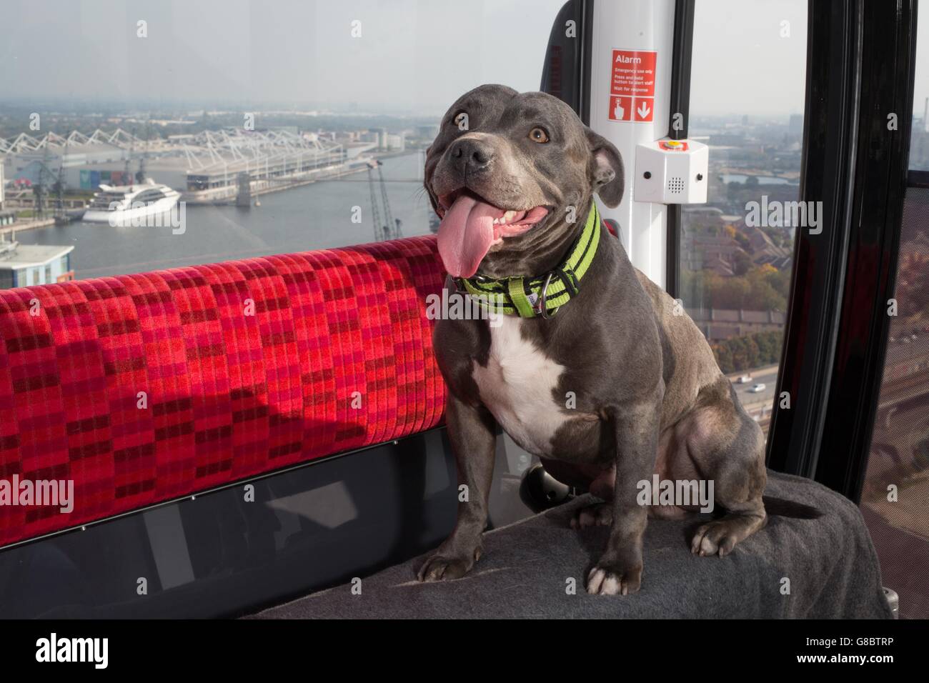 Ramsey the Staffordshire Bull Terrier, who is well known on photo-sharing social network Instagram, rides the Emirates Air Line at Royal Docks in London, to mark the countdown to the Eukanuba Discover Dogs dog show. Stock Photo