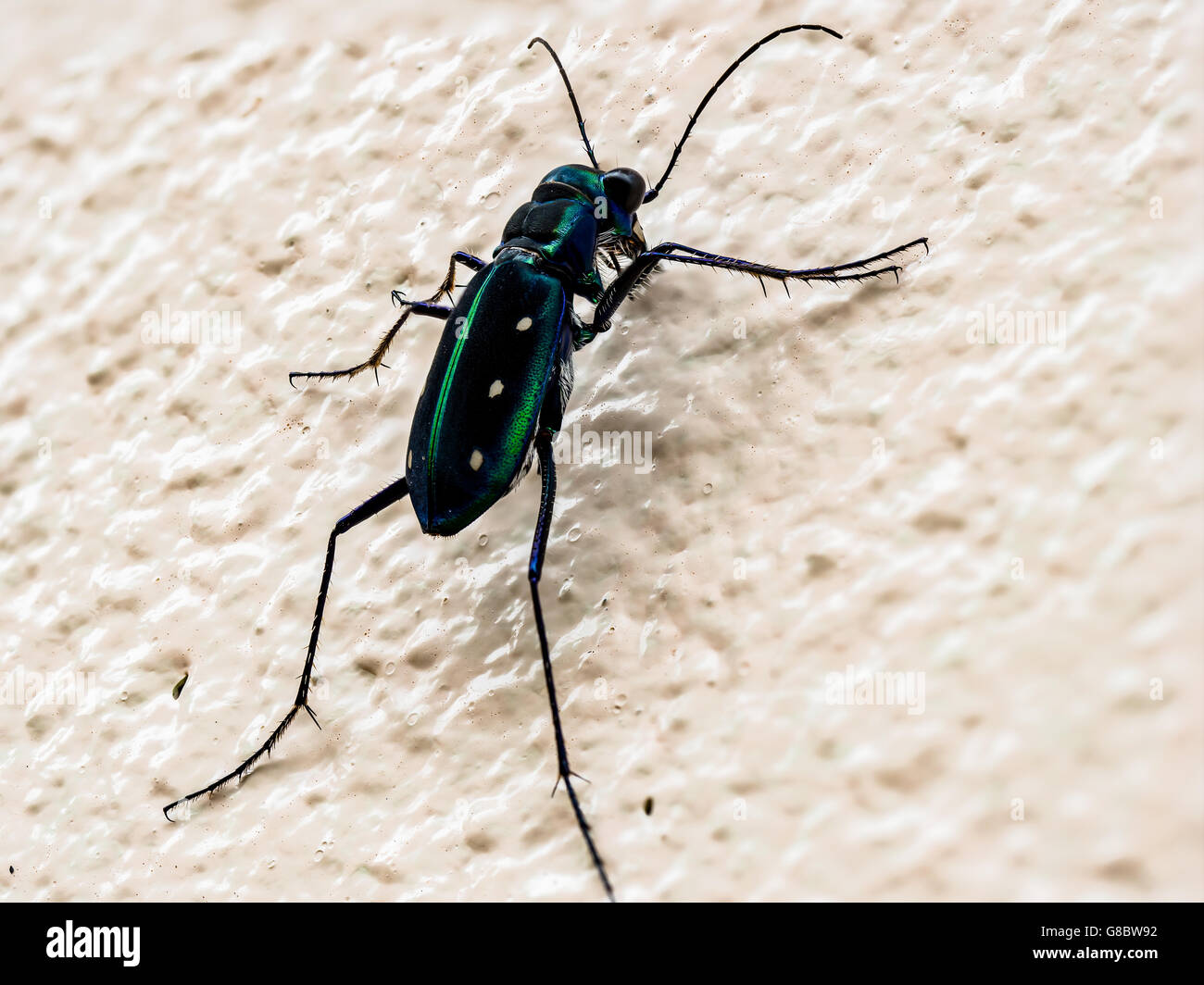 Tiger,beetle,insects,chrysalis,weevil,worm,caterpillar,animal,garden Stock Photo