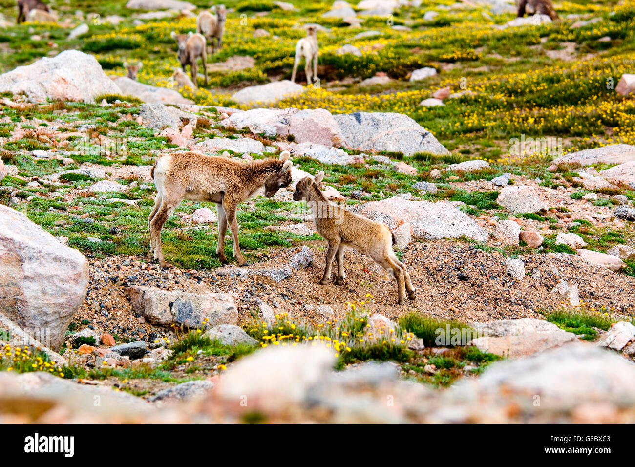 Baby rocky mountain bighorn sheep hi-res stock photography and images ...