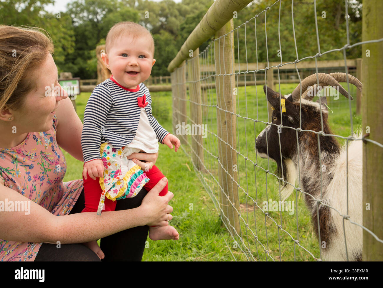 Baby girl looking at a goat on a farm Stock Photo