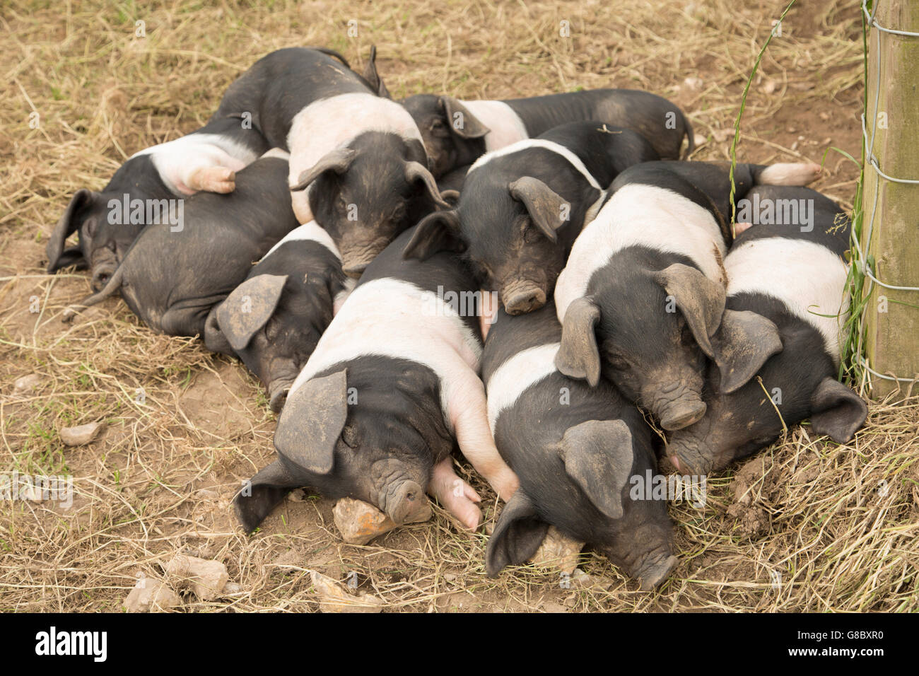 Group of piglets sleeping on top of each other Stock Photo